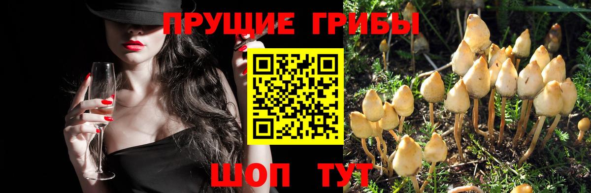 Галлюциногенные грибы MAGIC MUSHROOMS Корсаков